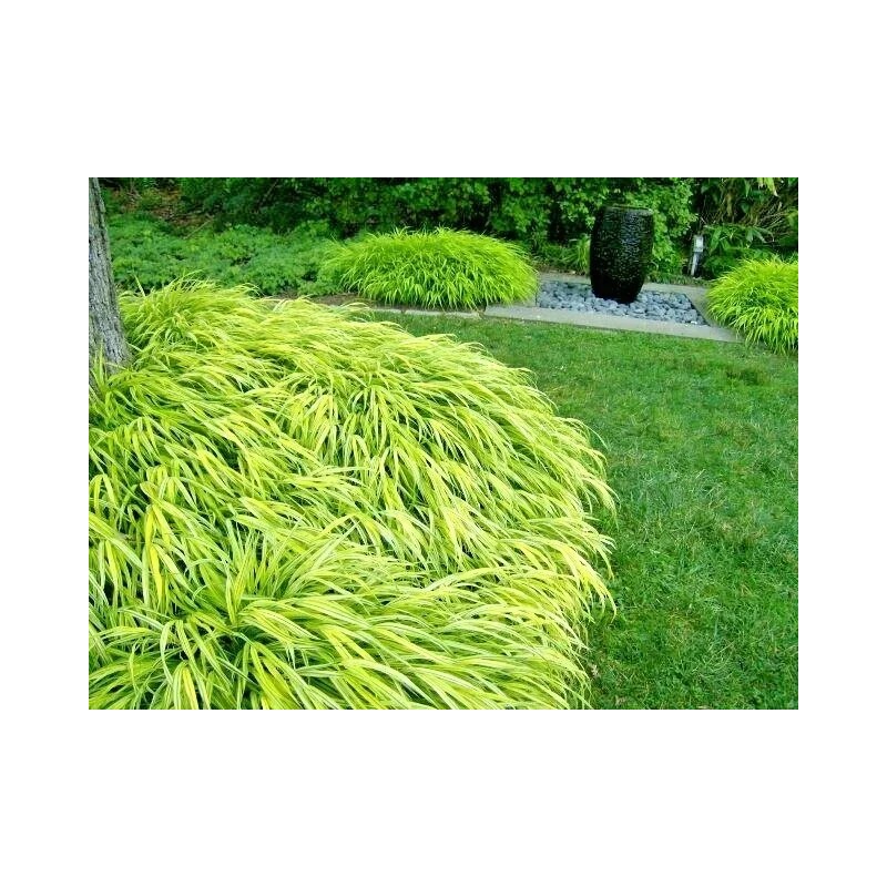My Seeds 30 AUREOLA JAPANESE FOREST GRASS SEEDS - Hakonechloa