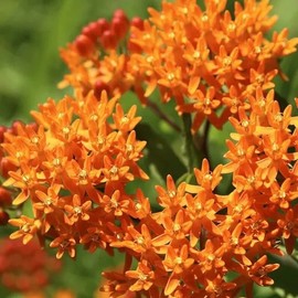 100 Orange Butterfly Weed Seeds. Perennial. Organic. USA Seeds. Ships free