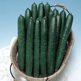 Summer Dance Cucumber Seed 0.25 Oz ~ 318 Seeds – Non-GMO, Heirloom Japanese Variety – Crisp, Sweet, Burpless Cucumbers for Fresh Eating or Pickling – High-Yield Plants for Garden Beds or Containers