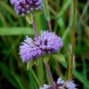 Buy Rare Seeds Mentha pulegium | English Pennyroyal | 100_Seeds