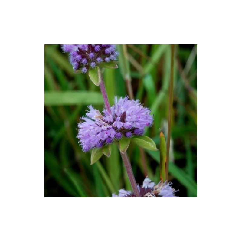 Buy Rare Seeds Mentha pulegium | English Pennyroyal | 100_Seeds
