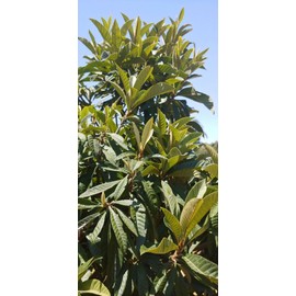 Loquat Leaves Hojas/Hierbas de Mispero Nispero Dried Loquat leaves 5 oz Organic