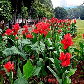 10 Seeds Red Canna Lily Indica | Indian Shot Arrowroot Flowers Attracts Hummingbirds