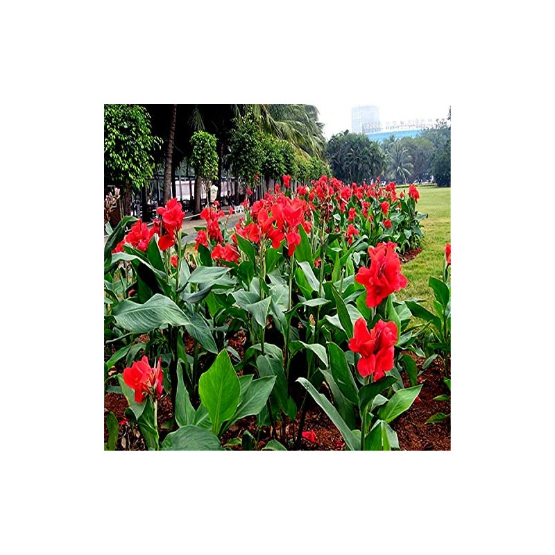 10 Seeds Red Canna Lily Indica | Indian Shot Arrowroot