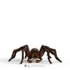 schleich 13987 Aragog, from 6 years Wizarding World - Figurine,