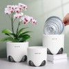6 inch Orchid Pots with Holes for Repotting with Excellent