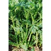 Chrysanthemum Greens Seeds - Oasis - 4 Oz ~57200 Seeds