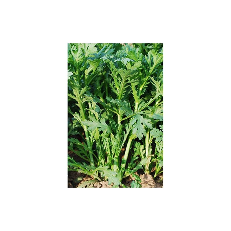 Chrysanthemum Greens Seeds - Oasis - 4 Oz ~57200 Seeds
