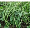 Mai's Family Bush Long Green Bean Seeds | Đậu Đũa