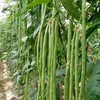 ATLAS （cowpea）String
