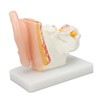 Human Ear Anatomical Model Clear Structure Simulation Inner Ear Model