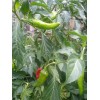 Cascabel Rattle Chili Pepper Chile plant organic last 3 pics