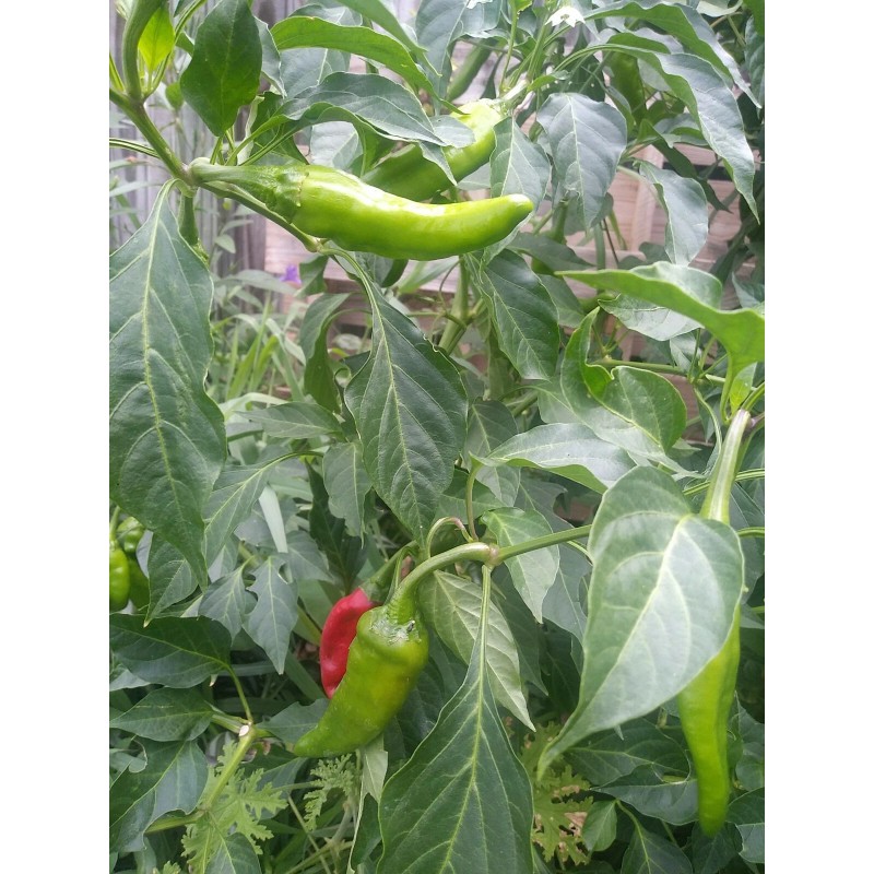 Cascabel Rattle Chili Pepper Chile plant organic last 3 pics