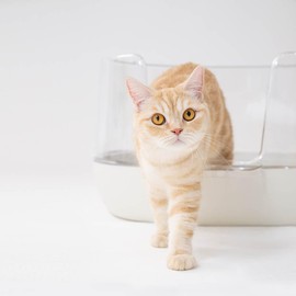 Fitpet, NyangSam, Cat, Litter Box, Transparent Litter Box, Transparent, White