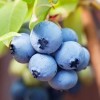 Unbranded 4 Biloxi Blueberry Fruits Live Plants Southern Highbush Four
