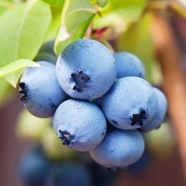 Unbranded 4 Biloxi Blueberry Fruits Live Plants Southern Highbush Four Plant Garden