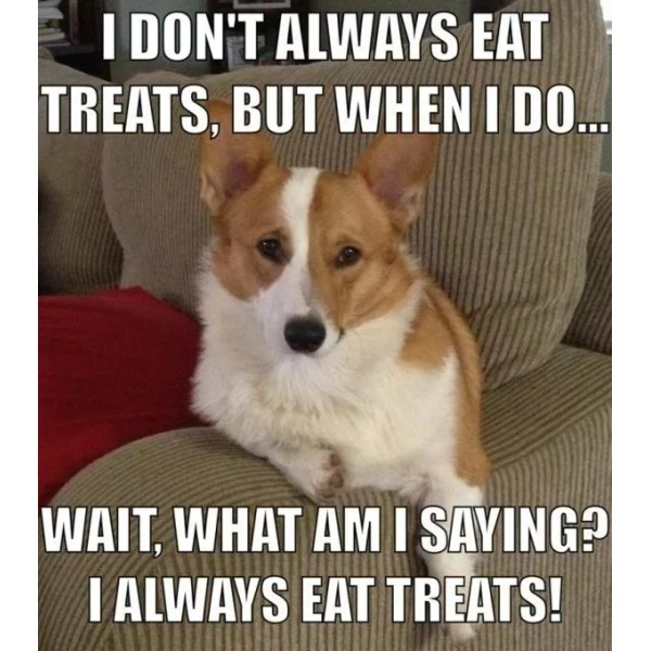 Funny corgi dog refrigerator magnet 3 1/2 X 3 1/2