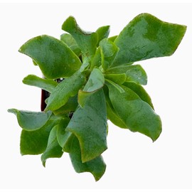 The Waterspout 2" inch Succulent Cactus Collections (Curly Ruffle Jade Crassula)