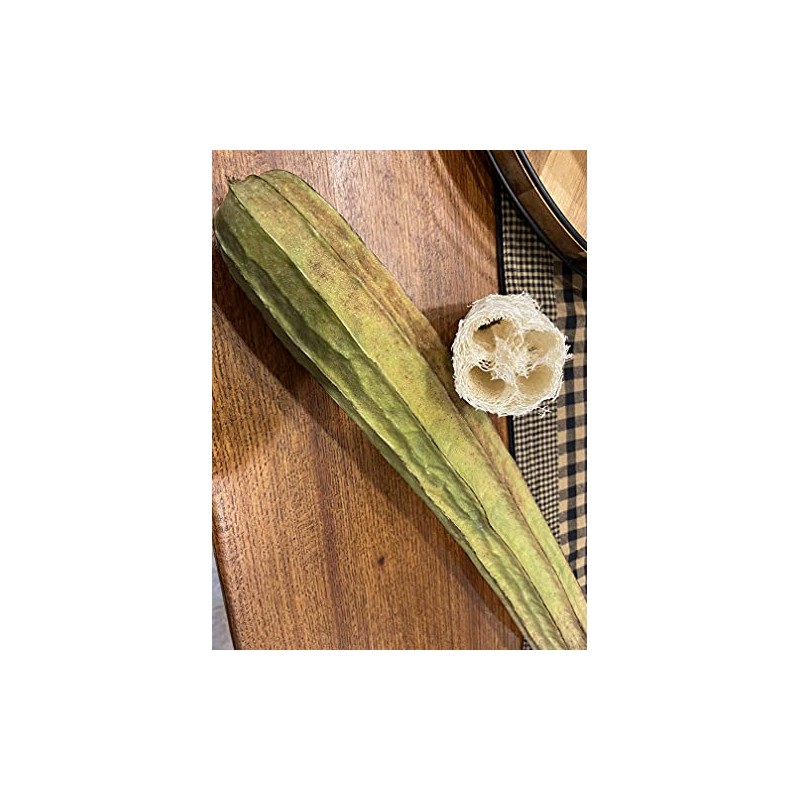 Luffa acutangula Sponge Angled Chinese Okra Ridged Gourd Sinkwa Silky