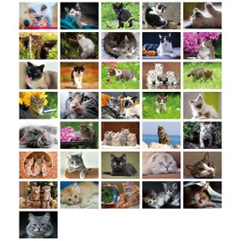 Clever Pool Postcards with Funny and Sweet Animals, for Postcrossing and Collectors, Various Expressive Designs