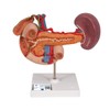 3B Scientific K22/2 Rear organs of the upper Abdomen -
