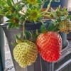 300+ PCS Giant Garden Strawberry Strawberry Sweet and Delicious Fruit