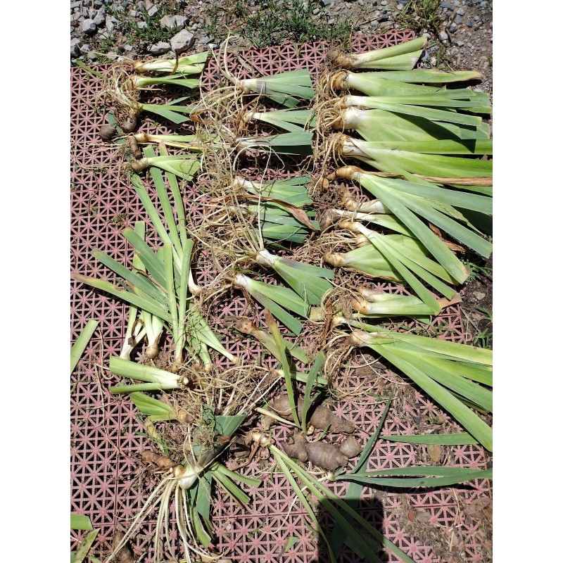 Bearded Iris 15 Iris Fresh Bearded Iris Rhizomes Mixed Varieties