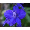 Fresh Delphinium Ajacis seed blue pink white  200 seeds for
