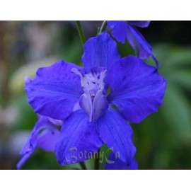 Fresh Delphinium Ajacis seed blue pink white  200 seeds for this year fresh Larkspur