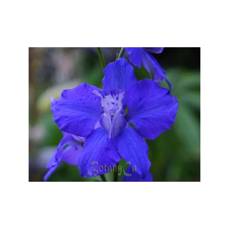 Fresh Delphinium Ajacis seed blue pink white  200 seeds for