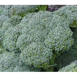200+ Broccoli Seeds- Waltham Heirloom- by Ohio Heirloom Seeds