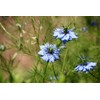 SAFLAX - Organic - Black Cumin - 300 Seeds -