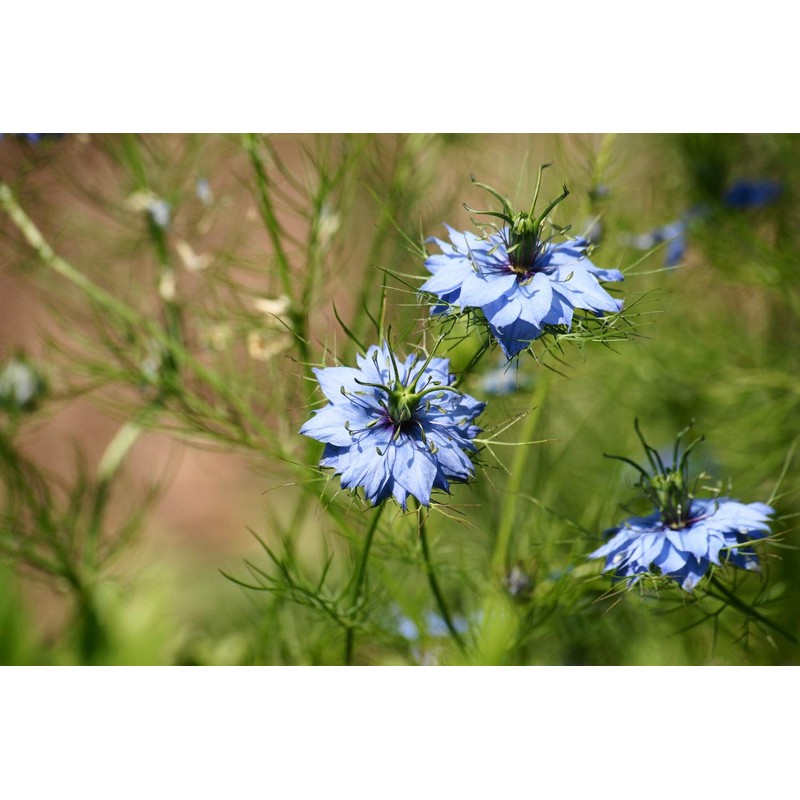 SAFLAX - Organic - Black Cumin - 300 Seeds -