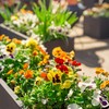 Coco Coir Tortoise Substrate – Natural Coco Coir Compost for