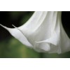 Serendipity Seeds Snow White Angels Trumpet - 10 Rare Seeds