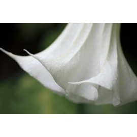 Serendipity Seeds Snow White Angels Trumpet - 10 Rare Seeds