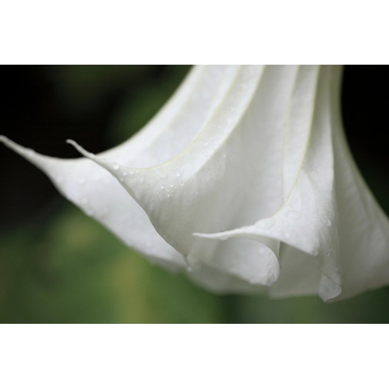 Serendipity Seeds Snow White Angels Trumpet - 10 Rare Seeds