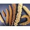 USA Grown Organic Millet, Whole Grain Seeds non GMO Hulled