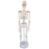 Mini Human Skeleton Model, 17.7 inch, Movable Arms and Legs,