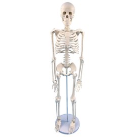 Mini Human Skeleton Model, 17.7 inch, Movable Arms and Legs, Educational Anatomy Teaching Tool with Stand (Free Human Skeleton Poster)