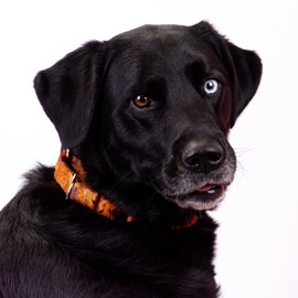 Country Brook Petz - Orange Sunset Camo Martingale Dog Collar and Leash - Camouflage Collection Featuring Rugged Designs (1 Inch, Medium)