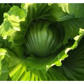 American Seed 500+ Kekkyu Takana, Oriental Mustard , Gai Choy, Brassica Juncea, Cải  dưa chua