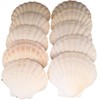 10 X Large 10-13cm Scallop Bowls Flat