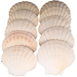 10 X Large 10-13cm Scallop Bowls Flat