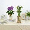 Plant Propagation Station Glass Planter Terrariums with Wooden Lid
