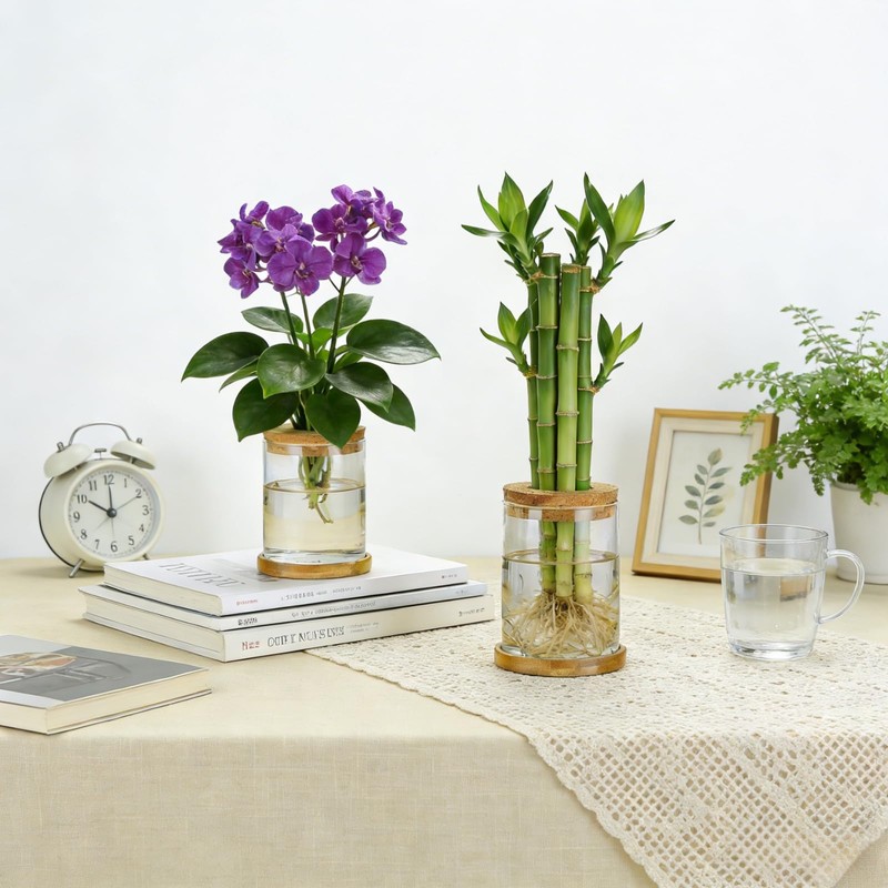 Plant Propagation Station Glass Planter Terrariums with Wooden Lid