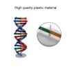DHinkyoung DNA Model Double Helix Model Component Human Genes DNA