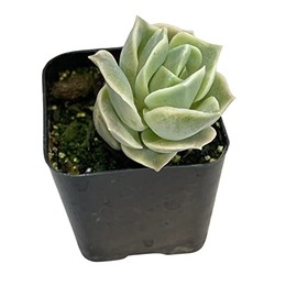 FOLIAGEMS Live Succulent Cactus Plants from USKC (2"Pot) (Lovely Rose)