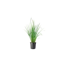 African Iris Yellow | 2 Large Gallon Size Plants | Dietes Vegeta | Low Maintenance Drought Tolerant Groundcover Grass