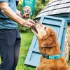 PetThrive Dog Hip and Joint Support Supplement Soft Chews with